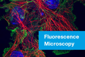 Fluorescence Microscopy