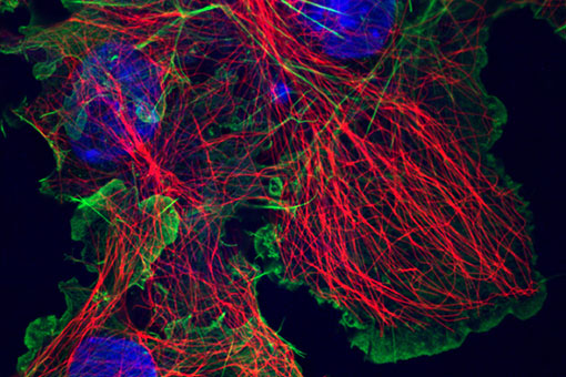 Flourence Microscopy