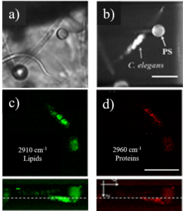 3D Raman Light Sheet micro-spectroscopy